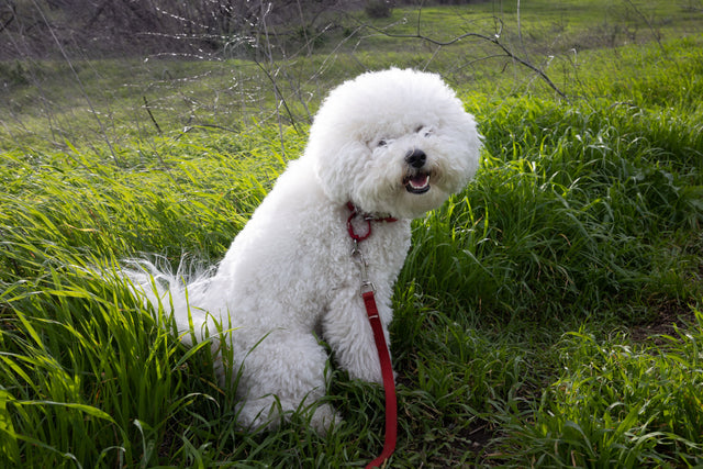 Bichon Frisé no Guia de Raças Petfleur