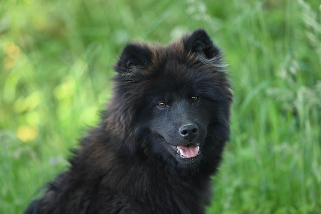 Chow Chow no Guia de Raças Petfleur