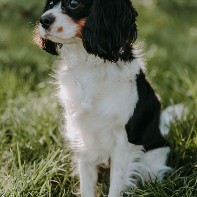 Cavalier King Charles Spaniel no Guia de Raças Petfleur
